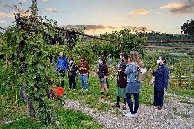 6 Wine Tasting in Valpolicella Classica: the cradle of Amarone - What the guided format feels like (and why it’s worth it)