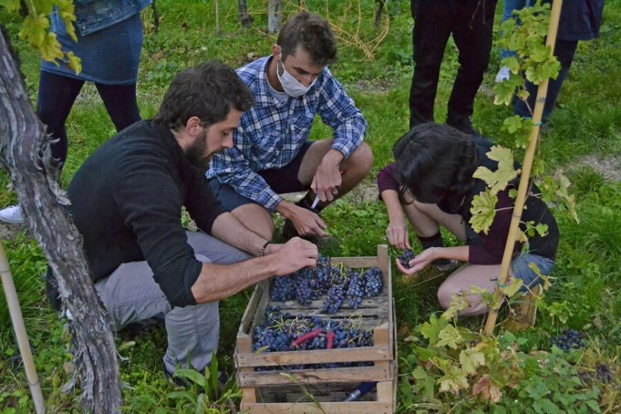 From Verona: Valpolicella Winery Tour with Amarone Vintages - Amarone and Recioto: what you’re actually tasting