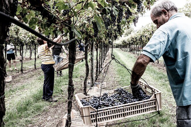 Verona area: Wine Tasting Experience in Valpolicella - The tasting lineup: six wines and the Valpolicella classics