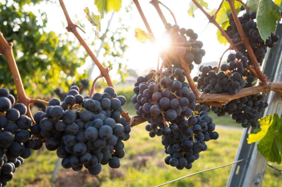 Verona: Horseback Riding and Wine Tasting Experience - Practical Tips: What to Wear, What to Do, and How to Avoid Sore-Day Regrets